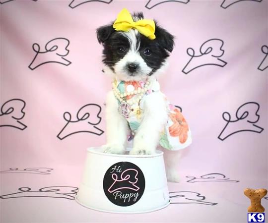 PuppyHeavenLV Picture 2